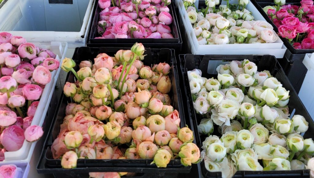 IMG_5957-1-1-1024×580