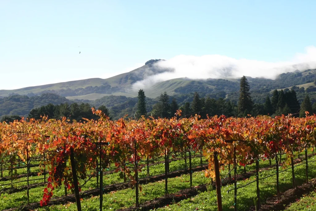 View of Suisun Valley vineyards featured by Bosco Real Estate.
