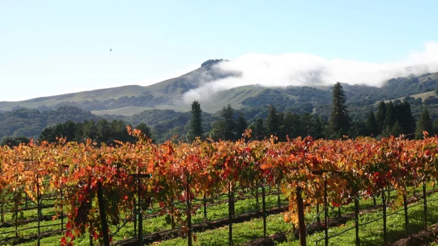 View of Suisun Valley vineyards featured by Bosco Real Estate.