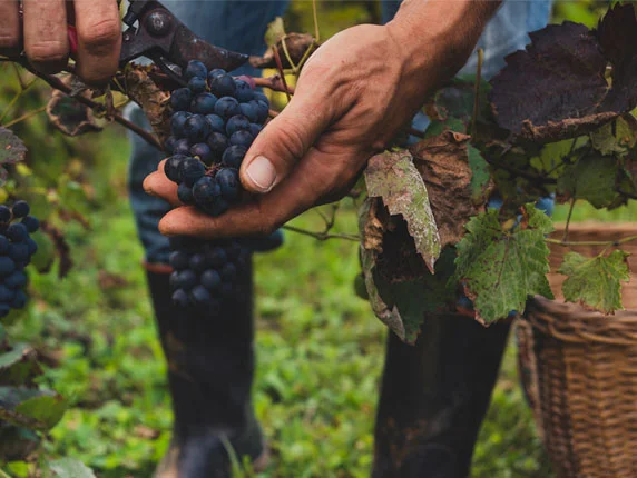 suisun-valley-wineries