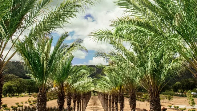 Bottle and glass of Caymus–Suisun wine overlooking vineyard rows.