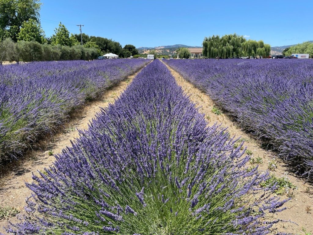 Fresh tulips at HvH Specialty Growers farm in Fairfield.