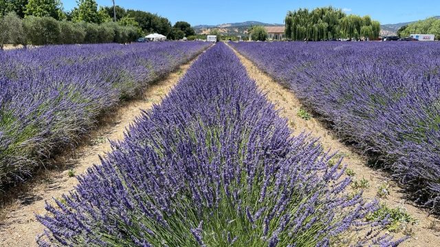 Fresh tulips at HvH Specialty Growers farm in Fairfield.