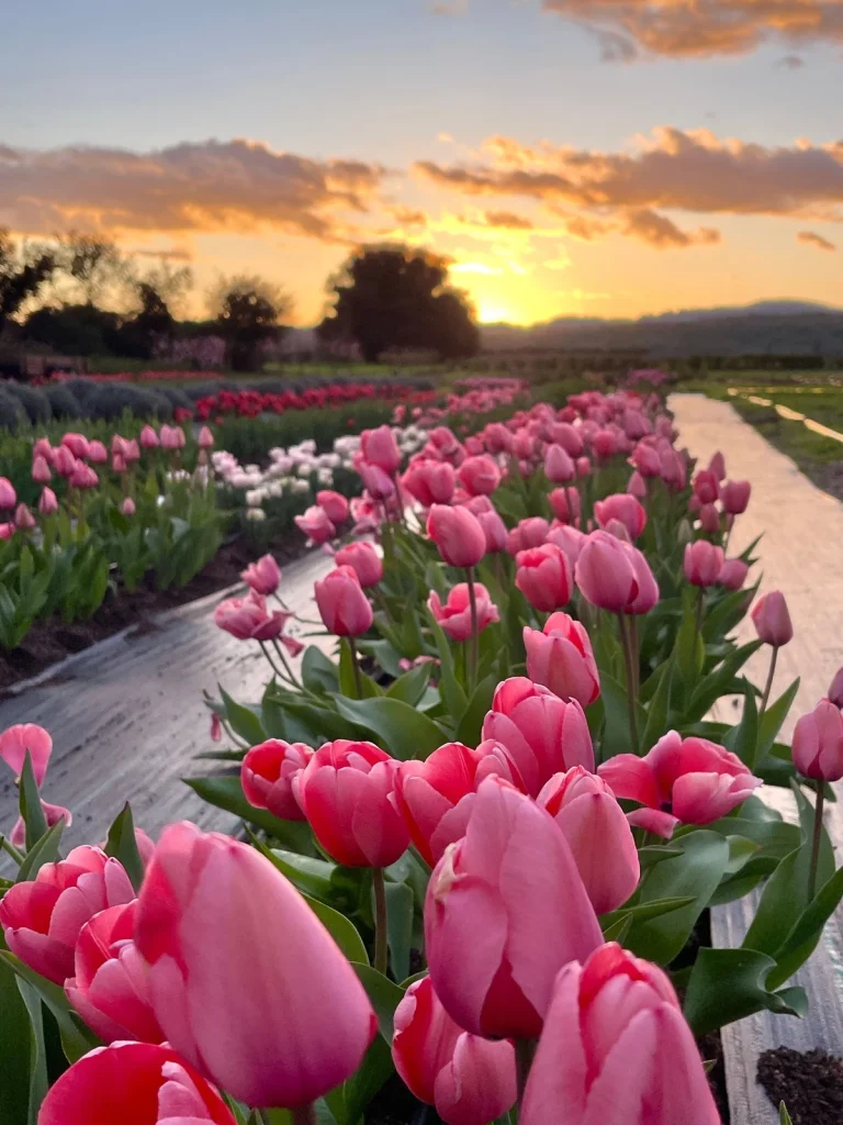 Fresh tulips at HvH Specialty Growers farm in Fairfield.
